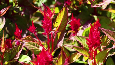 vibrant red celosia flowers in lush greenery