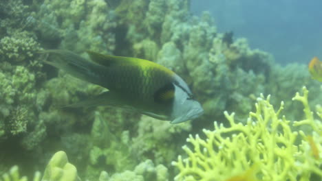 Sling-jaw-wrasse-in-the-Coral-Reef-of-the-Red-Sea,-preparing-to-hunt-a-meal-and-enlarging-its-jaw-4K