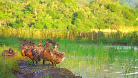 flock of duck on the tropical rice field