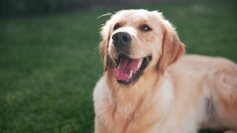 golden retriever on green grass