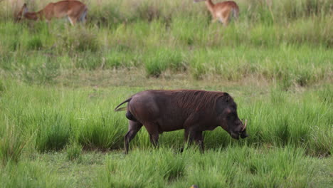 warthog walking slowly across grasslands in uganda, africa