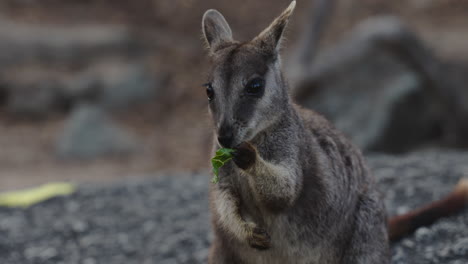 wallaby eating leaves at granite gorge, australia