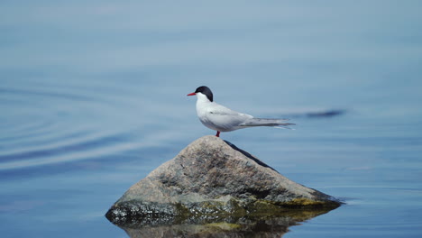 White-black-common-tern-seabird-seagull-gull-bird-standing-on-rock-stone-beach-sandy-rocks-water-wet-fishing-fishes-food-fly-away-nature-watching-eagle-nest-eggs-wader-skimmer-herring-marina-ocean-sea