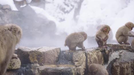 4k troop of japanese macaques gather at geothermal hot pool