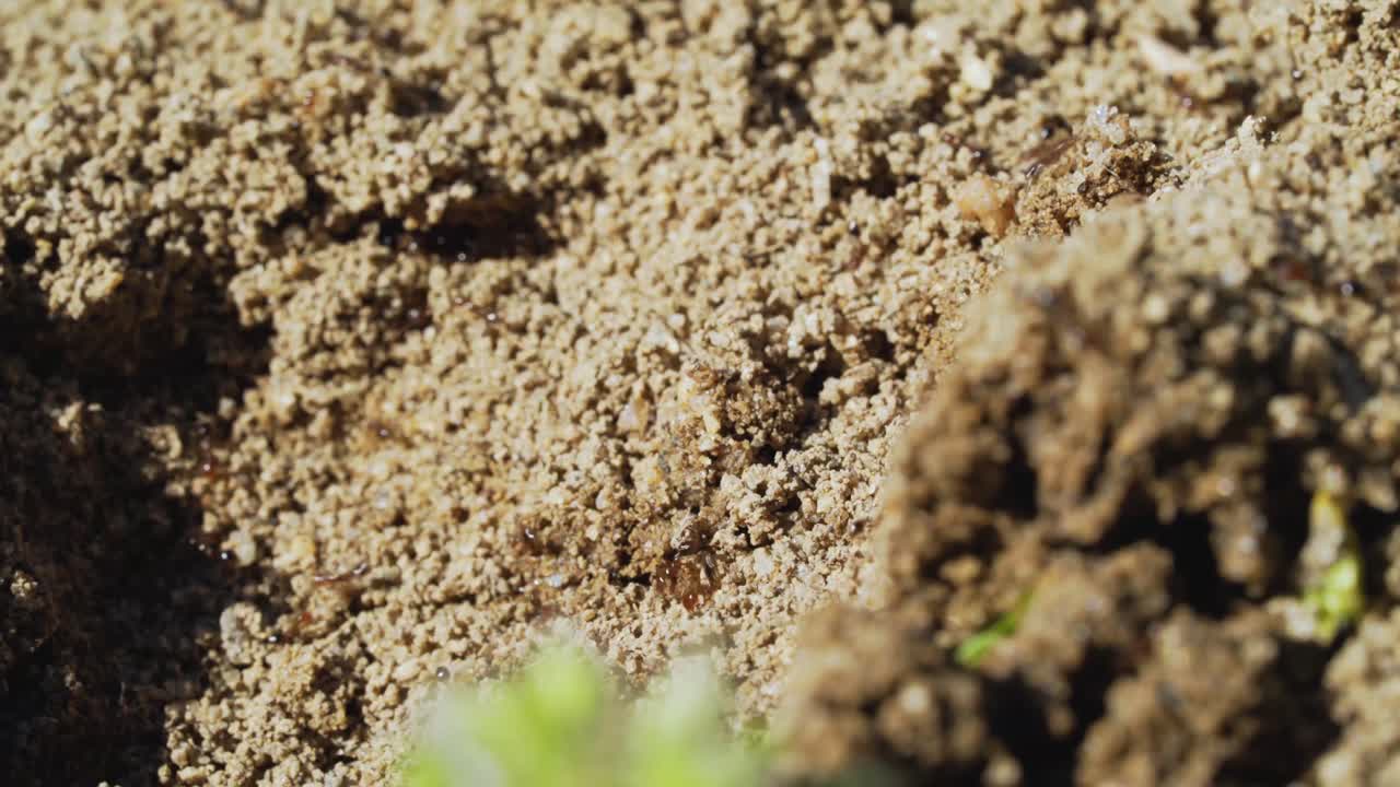 Fire ant insects scramble frantically on ant hill on sunny day, shallow depth of field