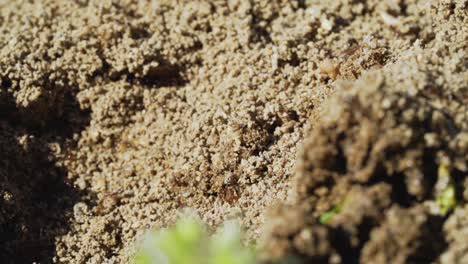 fire ant insects scramble frantically on ant hill on sunny day, shallow depth of field