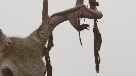 whitetail deer buck closeup velvet peeling off antlers