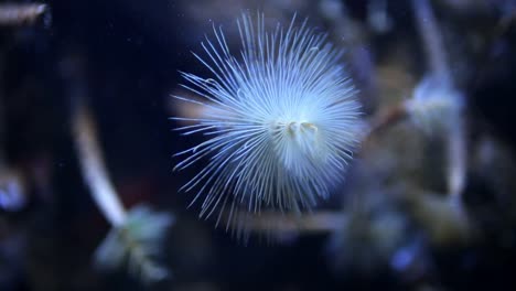 瓦倫西亞水族館 11