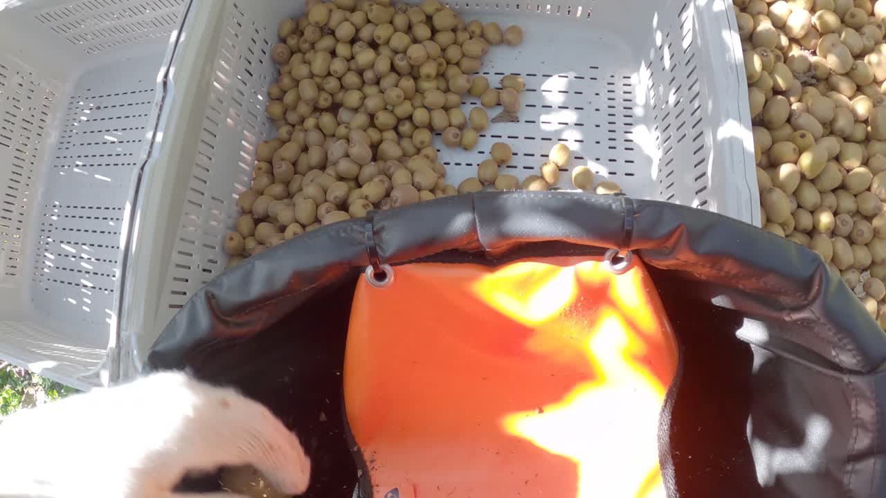 POV view of a kiwifruit picker worker emptying a full bag into a plastic bin on a sunny day in Te Puke, New Zealand.