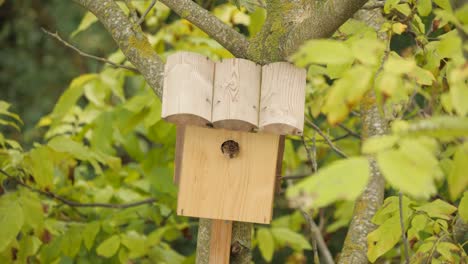 Feldsperling-Scheck-Nistkasten,-Statisch