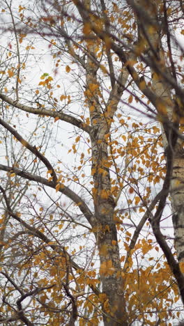 las hojas doradas de otoño se balancean suavemente en la brisa, aferradas a ramas delgadas contra un cielo suave, el aire fresco y los tonos cálidos capturan la belleza estacional a medida que la luz se filtra a través del delicado follaje