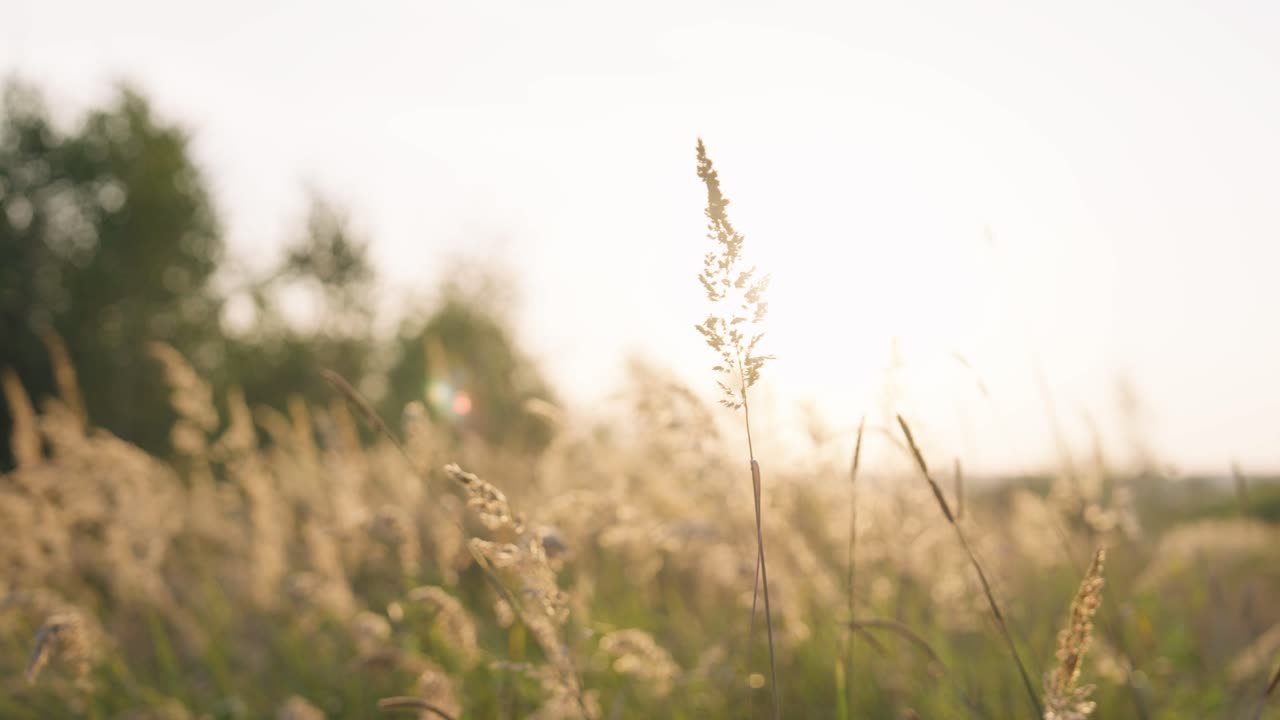 Dry grass straw grow in countryside meadow, overexposed evening sky, Czechia