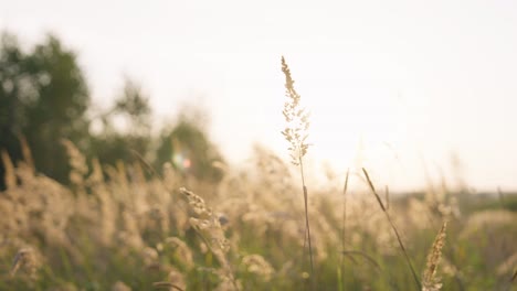 dry grass straw grow in countryside meadow, overexposed evening sky, czechia