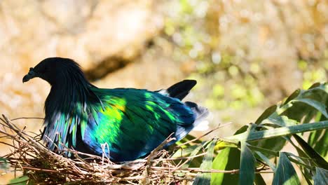 paloma nicobar descansando en un nido en el zoológico