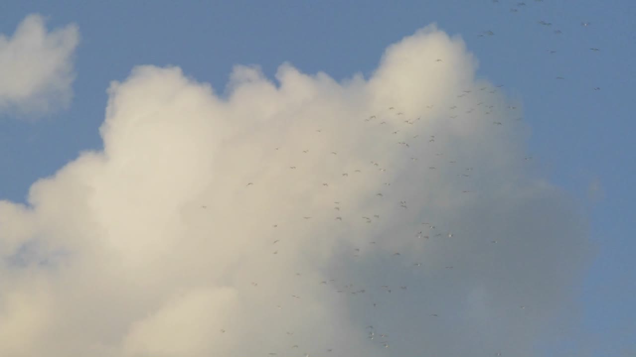 새 떼가 천둥 구름을 거슬러 날아간다