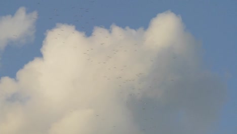 bandadas de pájaros vuelan contra las nubes tormentosas