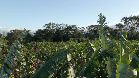 revealing shot over banana tree onto large plantation and jungle