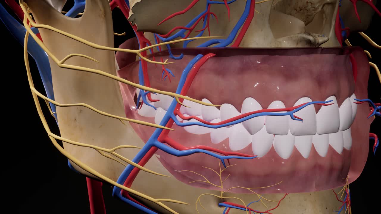 cráneo facial. nervios faciales anatomía de la cabeza. animación en 3d