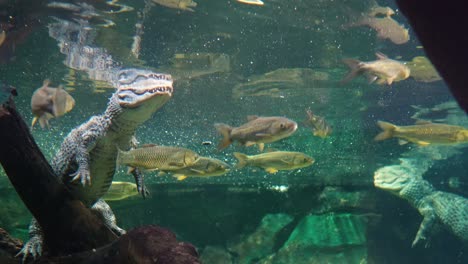 Crocodile-and-school-of-fish-underwater-view