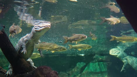 crocodile and school of fish underwater view