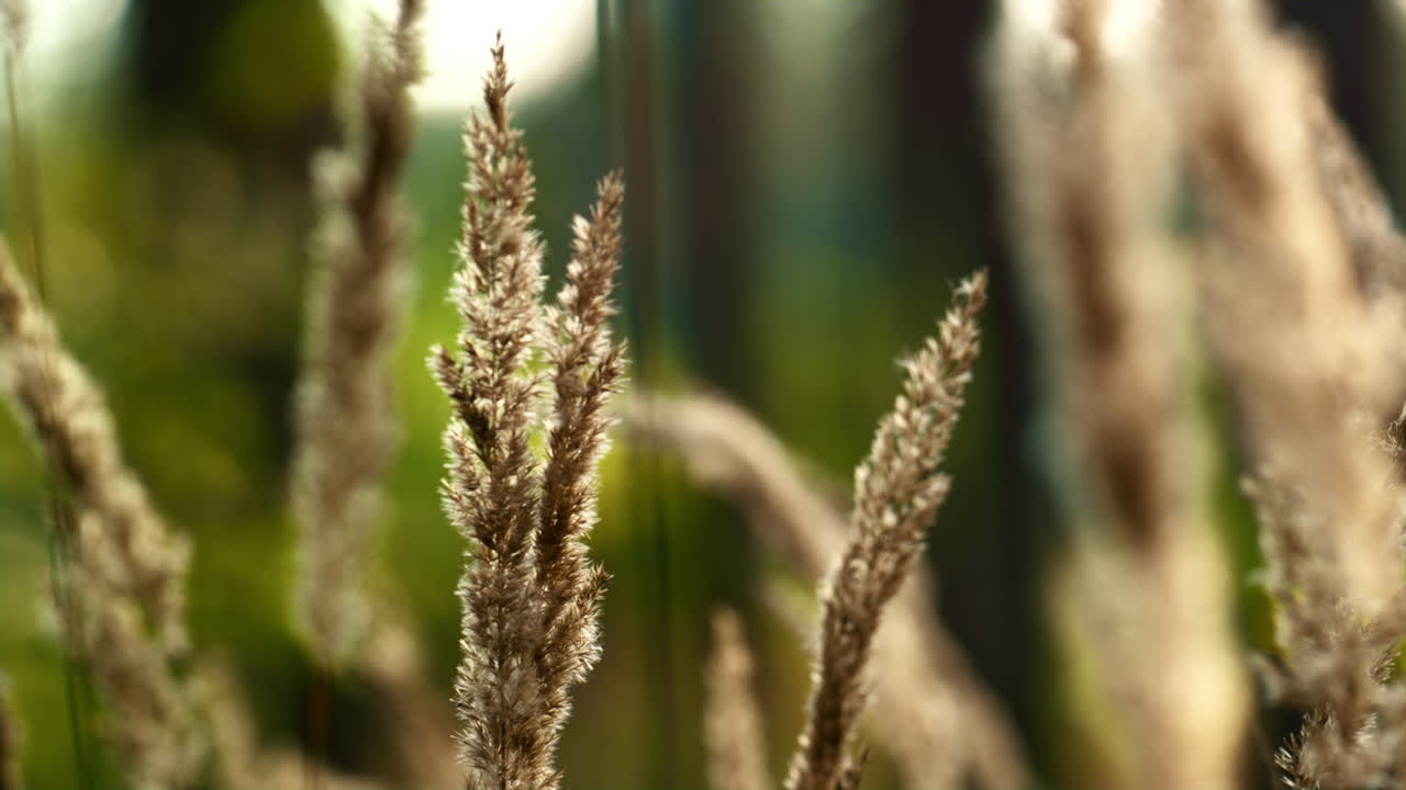 el campo de otoño deja vista. la luz del sol spikelet crecimiento en el silencio de la hierba del bosque.