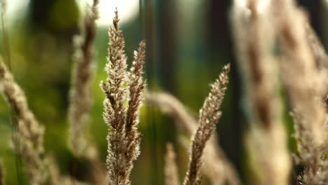 autumn field leaves view. sunlight spikelet growth in silence forest grass.