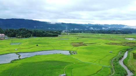 aerial view shot of paddy field in arunachal pradesh