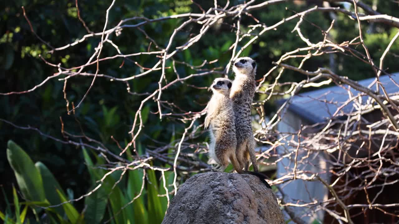 두 마리의 수리카트가 바위 위에 서서 주변을 관찰하고 있다
