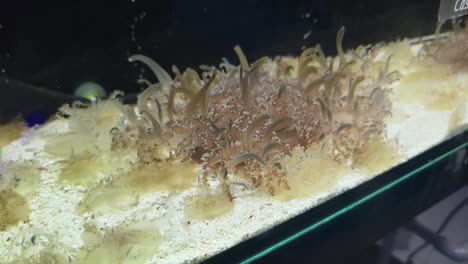 jellyfish in aquarium