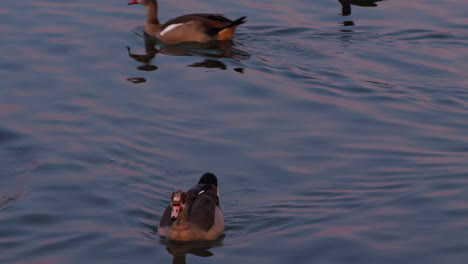 A-duck-with-colorful-bill-swims-in-pink-and-purple-sunset-reflections