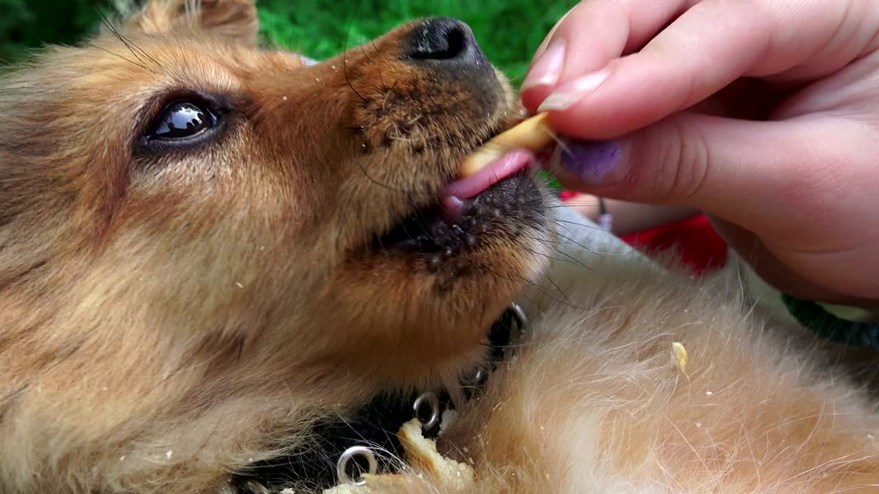 Funny dog eating food from hand closeup; feeding pet treat POV