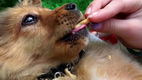 funny dog eating food from hand closeup; feeding pet treat pov