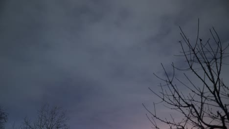 cloudy night sky and lightning with bare tree