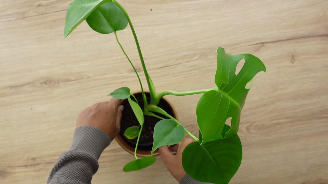 Mãos tocando e cuidando de uma planta Monstera em vaso