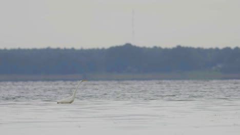 Great-white-egret-hunting-fish-in-the-lake-and-flying-walking-slow-motion