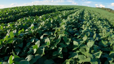 no-tillage system in soybean crop, brazil