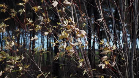 Autumn Leaves on Tree Branches
