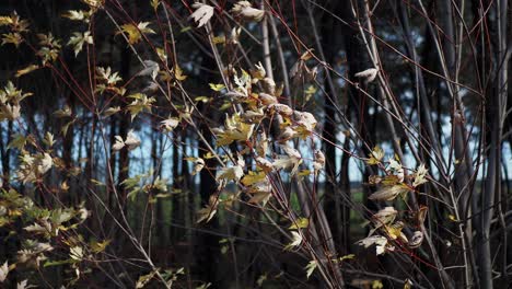 autumn leaves on tree branches