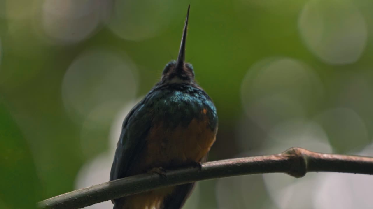 Perched gracefully on a slender branch in the Arenal region near La Fortuna, a jacamar bird glimmers in the dappled light of the rainforest
