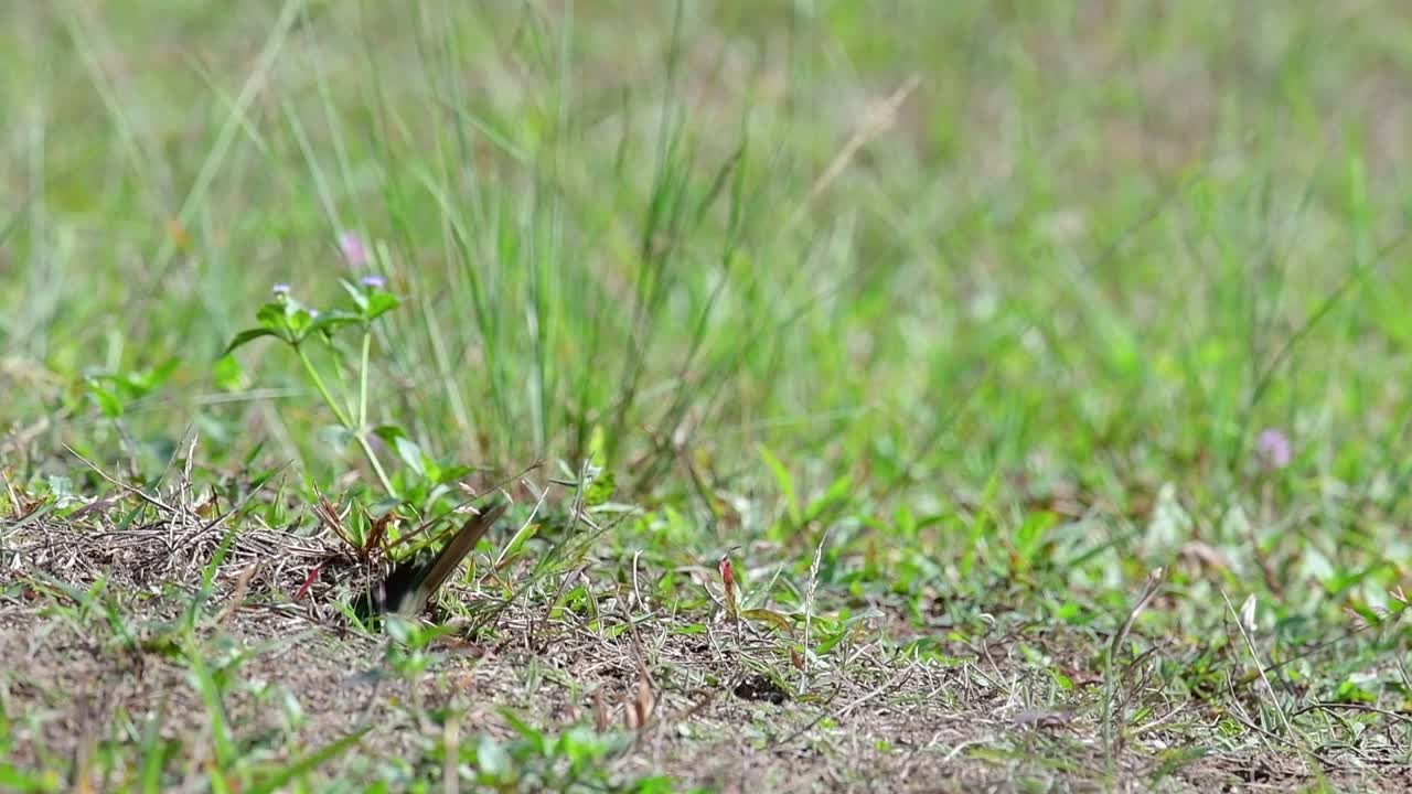 el abejaruco de cabeza castaña excava un nido en un alto montículo de hierba en un lugar específico donde abundan las abejas y otros insectos