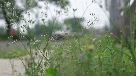 road-traffic-blur-with-grass-foreground