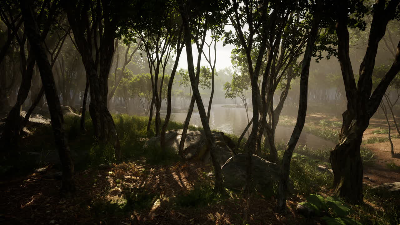 rayos de sol en un bosque en una mañana brumosa