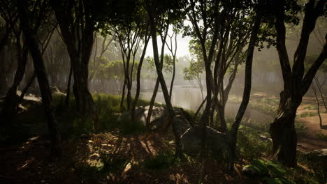 Rayos-De-Sol-En-Un-Bosque-En-Una-Mañana-Brumosa