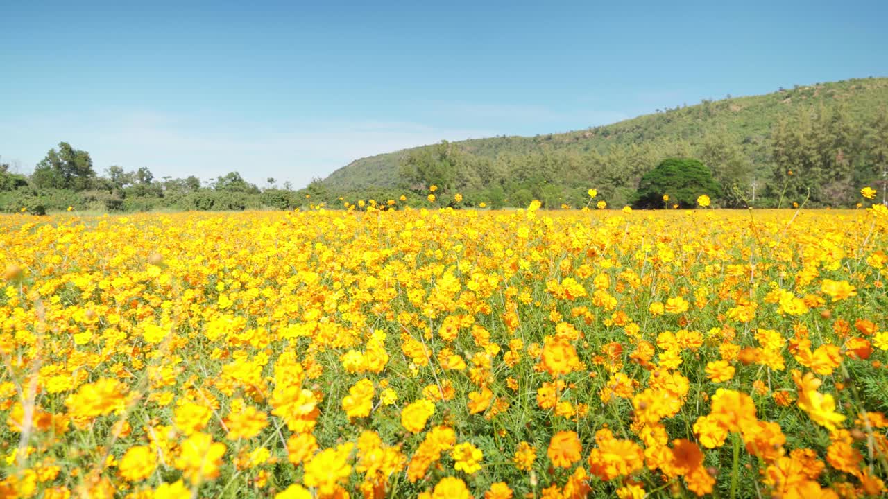Filmato 4K di un campo fiorito al centro di una valle in Thailandia.