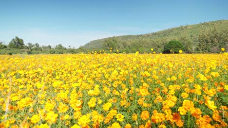 4k footage of a flower-filled field in the middle of a valley in thailand