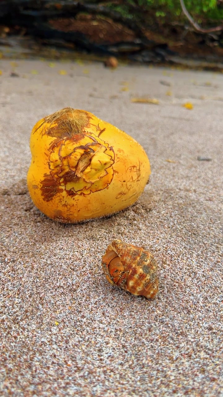 Yellow coconut and small hermit crab on sandy beach surface. Close-up shot of a fallen coconut and a hermit crab crawling on sand in Costa Rica