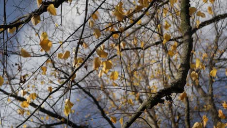 autumn bright yellow beech leaves on sunny day