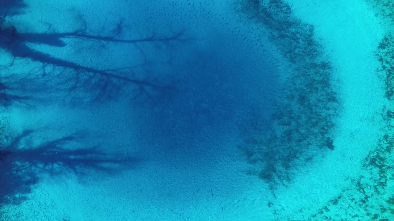 Cinematic top-down drone shot of Louros Springs. High-angle abstract view of dark tree silhouettes submerged in crystal clear turquoise water. Unique organic patterns for artistic visual projects
