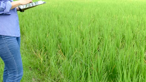 agronomist farmer using tablet to monitor rice field in organic farm. soil & water management in agriculture using mobile apps technology