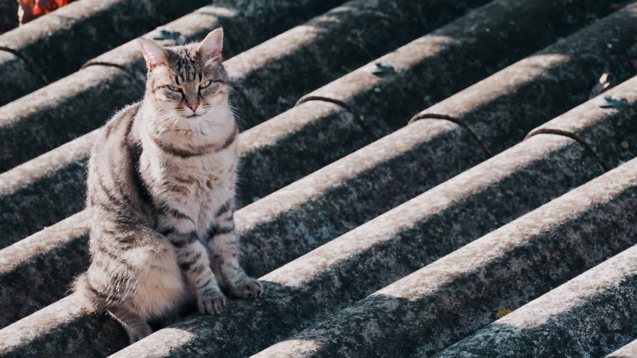Striped cat standing on an old roof while looking around
